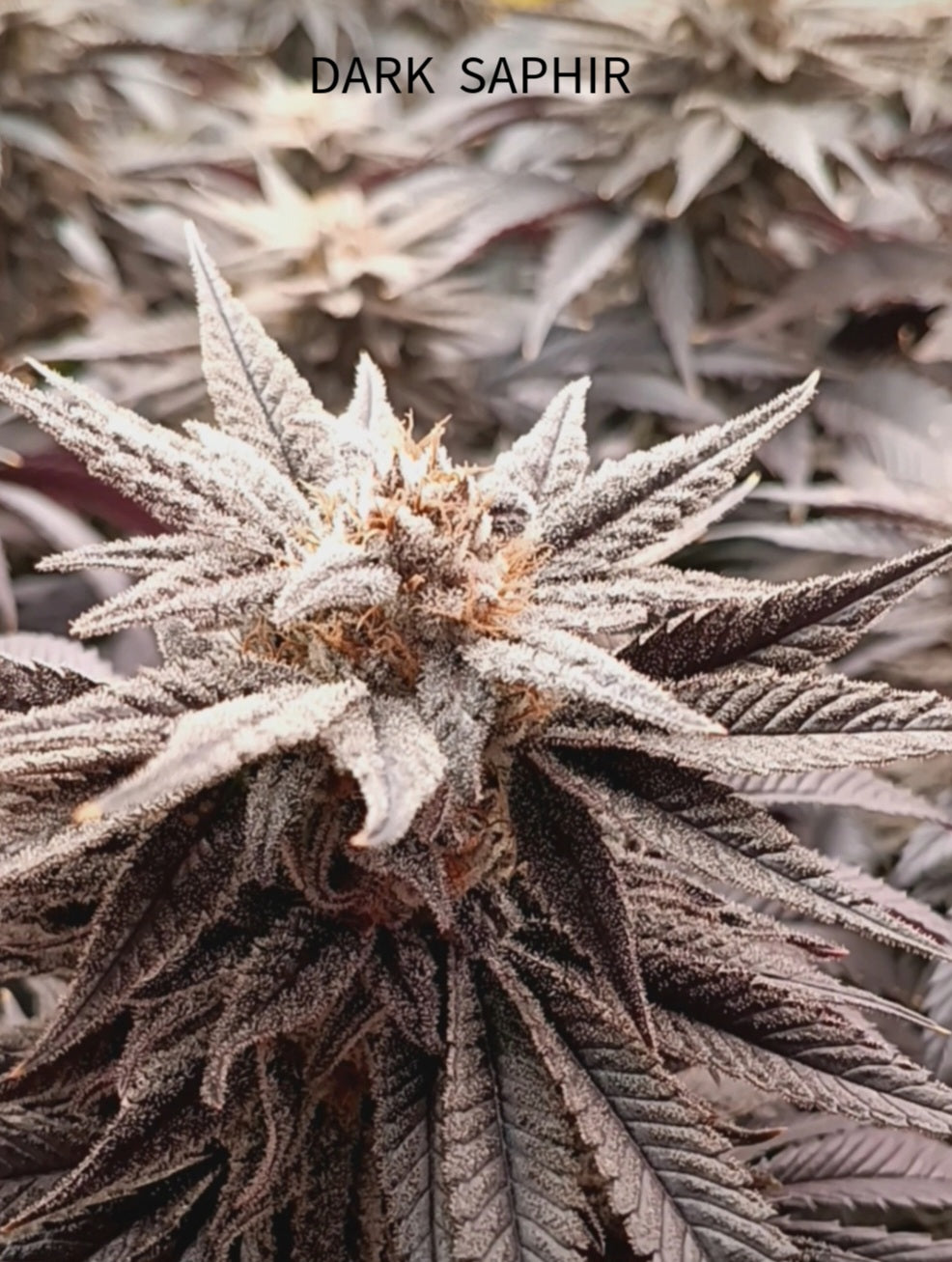 DARK SAPHIR