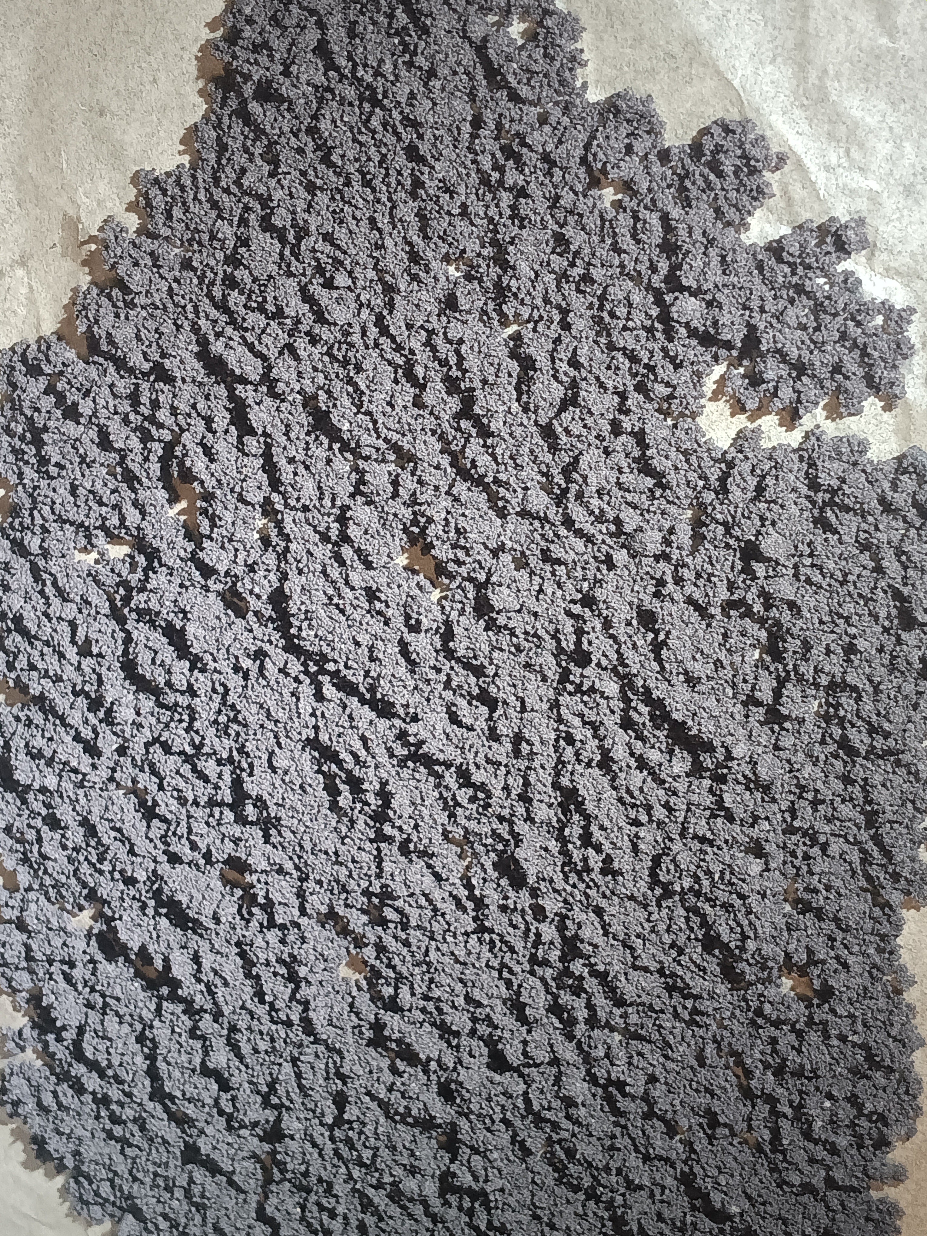 HASH DRY ORANGE DIESEL 🍊⛽️