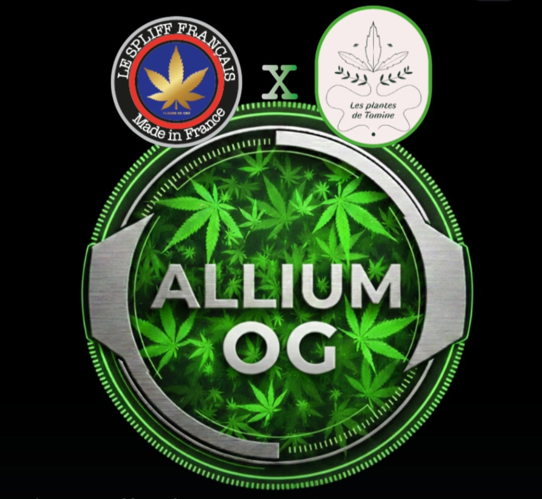 HASH DRY ALLIUM OG 🧬🧪